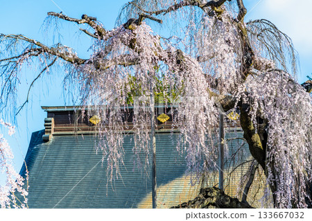 Itosakura at Jionji Temple in Yamanashi 133667032