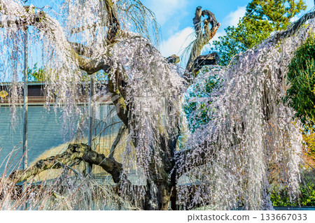 Itosakura at Jionji Temple in Yamanashi Itosakura at Jionji Temple in Yamanashi 133667033