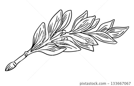 Hand drawn branch of laurel leaves vector isolated illustration 133667067