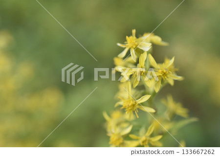 秋季麒麟草 133667262