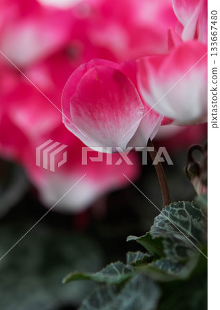 美麗的仙客來花 133667480