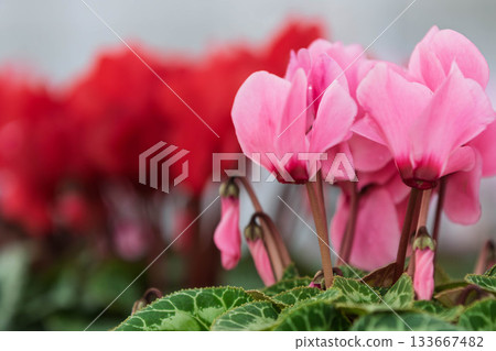 美麗的仙客來花 133667482