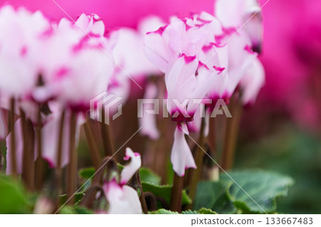 pretty flower of cyclamen pretty flower of cyclamen 133667483