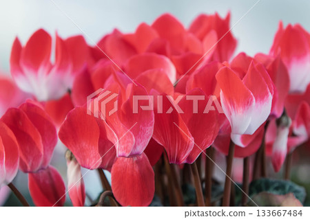 美麗的仙客來花 133667484