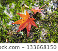 Moist autumn leaves that stand out against the moss 133668150