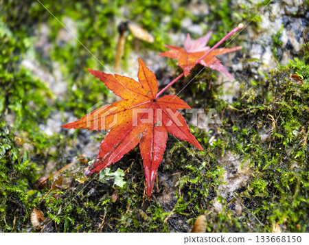 Moist autumn leaves that stand out against the moss 133668150