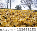 Golden fallen ginkgo leaves spread all over the place 133668153