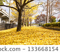 Yellow ginkgo leaves decorating the golden promenade 133668154