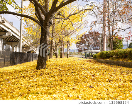 Yellow ginkgo leaves decorating the golden promenade Yellow ginkgo leaves decorating the golden promenade 133668154