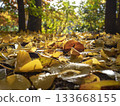 Autumn leaves shining in the sunlight filtering through the trees 133668155