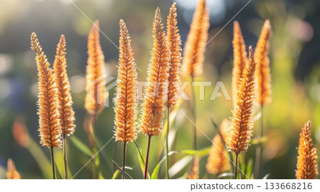 Warm sunlight illuminating foxtail amaranth during a stunning summer sunset, creating a captivating and vibrant natural background filled with golden hues and serene beauty Warm sunlight illuminating foxtail amaranth during a stunning summer sunset, creating a captivating and vibrant natural background filled with golden hues and serene beauty 133668216