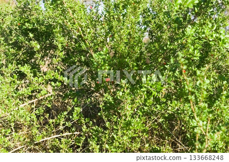 Wolfberry  133668248