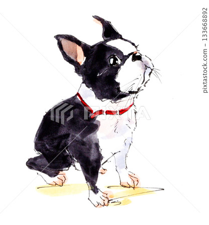 Watercolor illustration of a black and white dog looking up Watercolor illustration of a black and white dog looking up 133668892