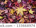 落葉上的楓葉 133668974
