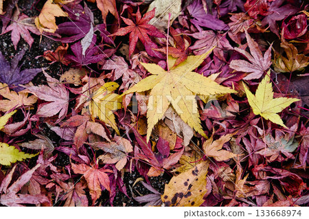 落葉上的楓葉 133668974