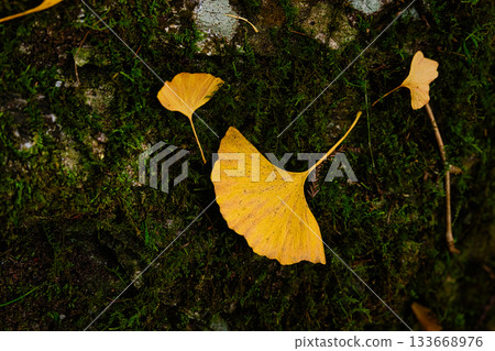 銀杏樹長在苔蘚上 133668976