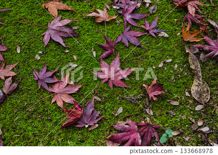 落下的楓葉在苔蘚上變紅 133668978