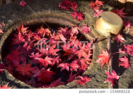 Hyogo Autumn leaves Koyo Maple Gokozan Komyo-ji Temple 133669228