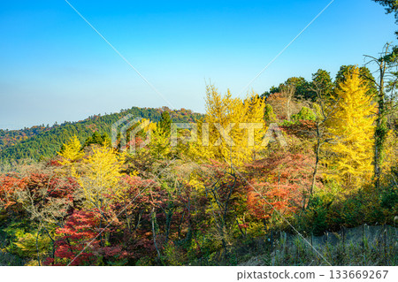 Autumn leaves (Oku-Takao, Iccho-daira) Autumn leaves (Oku-Takao, Iccho-daira) 133669267