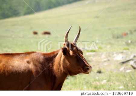 One adult cow, a beautiful chocolate-brown color, is grazing in a meadow. One adult cow, a beautiful chocolate-brown color, is grazing in a meadow. 133669719
