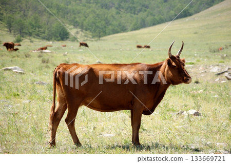 adult cow, a beautiful chocolate-brown color, is grazing in a meadow. 133669721