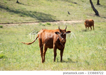 One adult cow, a chocolate-brown color, is grazing in a meadow. 133669722