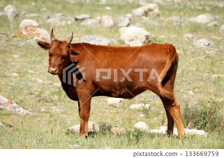 One adult cow, a beautiful chocolate-brown color, is grazing  133669759