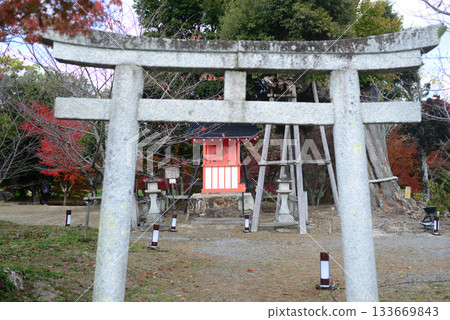 Stone torii gate in front of the sacred tree on Tenjin Island, Osawa Pond, Kitasaga, Kyoto 133669843
