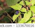 Purple hairstreak found in an autumn park 133670016