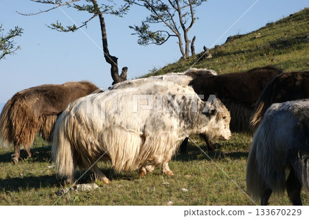 Several domestic cows and bulls, various colors, graze in the meadows of Olkhon Island. The herd includes both adult bulls and cows, as well as small calves. 133670229