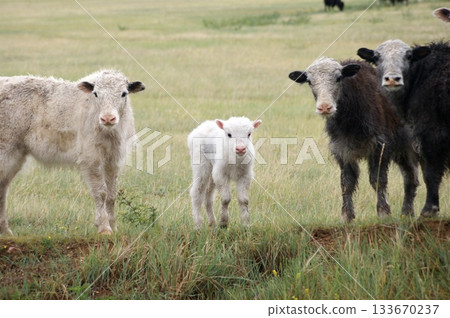 Several domestic cows and bulls, various colors, graze in the meadows of Olkhon Island. The herd includes both adult bulls and cows Several domestic cows and bulls, various colors, graze in the meadows of Olkhon Island. The herd includes both adult bulls and cows 133670237