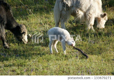 Several domestic cows and bulls, various colors, graze in the meadows of Olkhon Island. The herd includes both adult bulls and cows, as well as small calves 133670271