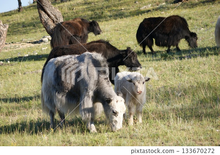 Several cows and bulls, various colors, graze in the meadows of Olkhon Island. The herd includes both adult bulls and cows, as well as small calves. 133670272