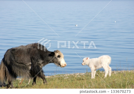 Several domestic cows and bulls, various colors, graze . The herd includes both adult bulls and cows, as well as small calves. 133670273
