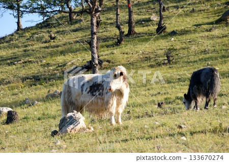 Several domestic cows and bulls, various colors, graze in the meadows of Olkhon Island. The herd includes both adult bulls and cows, as well as small calves. Several domestic cows and bulls, various colors, graze in the meadows of Olkhon Island. The herd includes both adult bulls and cows, as well as small calves. 133670274