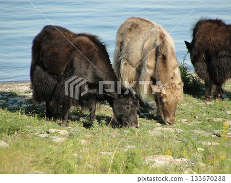 Several domestic cows and bulls, various colors, graze in the meadows Several domestic cows and bulls, various colors, graze in the meadows 133670288