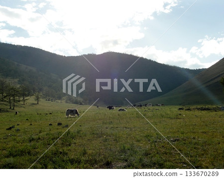 Several domestic cows and bulls, various colors, graze in the meadows of Olkhon Island. The herd includes both adult bulls and cows, as well as small calves. Several domestic cows and bulls, various colors, graze in the meadows of Olkhon Island. The herd includes both adult bulls and cows, as well as small calves. 133670289