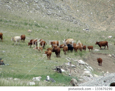 Several domestic cows and bulls, various colors, graze in the of Olkhon Island. The herd includes both adult bulls and cows, as well as small calves. 133670290
