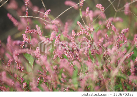 Persicaria longise Persicaria longise 133670352
