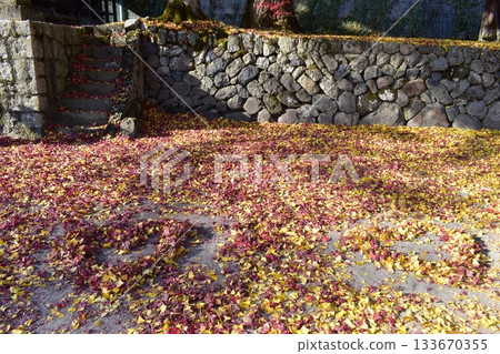 德山神社 岡山神社 秋天 秋葉 銀杏 133670355