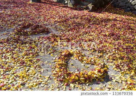 德山神社 岡山神社 秋天 秋葉 銀杏 德山神社 岡山神社 秋天 秋葉 銀杏 133670356