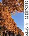 Autumn leaves at Bessho Numa Park 133670382