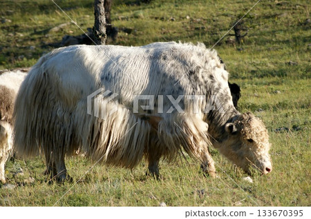 In the foreground, one large, adult white yak is grazing on the rocky shore of Olkhon Island. 133670395