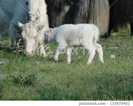 Animals of Olkhon Island. In the foreground, a small white domestic bull stands against a backdrop of a herd of local cows. It's autumn, daytime, the grass has already faded and been trampled by the c 133670401