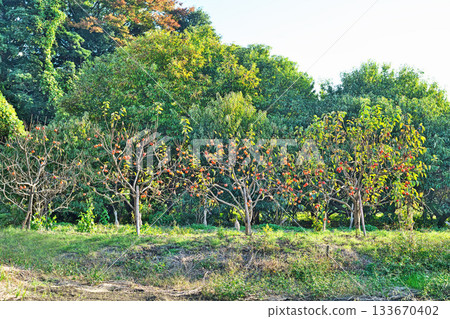 Persimmon fields filled with red fruits (autumn, November) 133670402