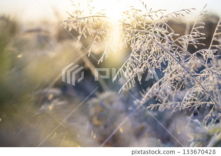Frost (Hiruzen Plateau) 133670428