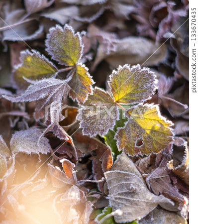 Frost (Hiruzen Plateau) Frost (Hiruzen Plateau) 133670435