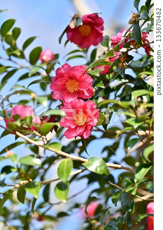 Beautiful camellia (Camellia sasanqua) 133670482