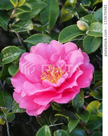 Beautiful camellia (Camellia sasanqua) 133670485