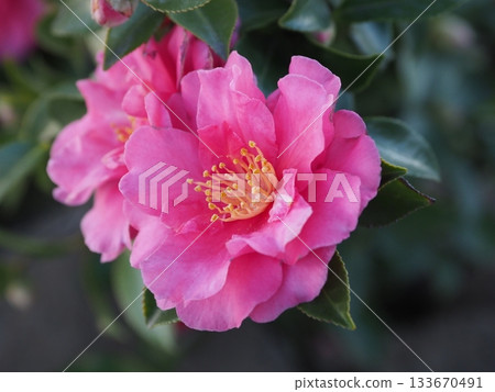 美麗的茶梅（Camellia sasanqua） 133670491